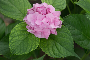 Pink hydrangea in the summer garden