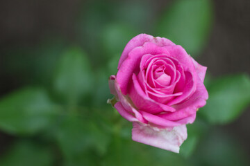 Pink rose flower in the summer garden