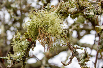 tree algae