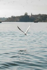Black-Headed Gulls (Chroicocephalus ridibundus) in flight. Closeup of a Great black-headed gull in flight. Adult winter plumage, Adult summer plumage