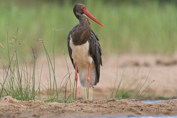 Black stork - Ciconia nigra on ground with light green background. Photo from Kruger National Park...