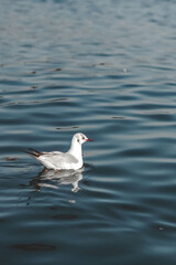 The Black-headed gull (Chroicocephalus ridibundus) swimming in the narmada river.Closeup of a Great black-headed gull. Adult winter plumage, Adult summer plumage. 