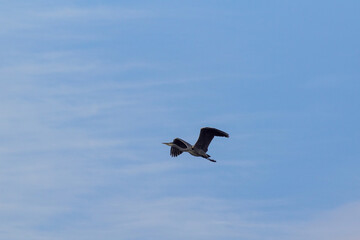 airplane in flight