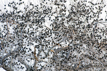 Flock of Starling birds perched in a barren tree.