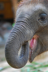 Head and eye of Elephant in asian have ivory, trunk smaller than elephant from African. Elephant...