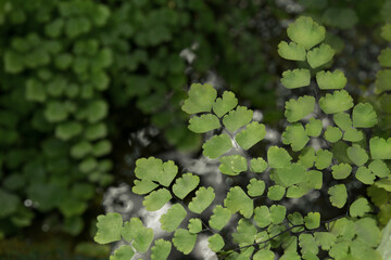 Close-up of the young Adiantum fern frond against the dark natural background including water