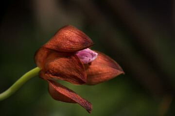 Close-up of the faded Cymbidiun orchid flower