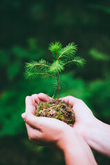 Naklejka na ściany i meble Female hand holding sprout wild pine tree in nature green forest. Earth Day save environment concept. Growing seedling forester planting