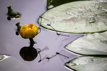 Dragonflies reproduce on the surface of the river close to water lily.