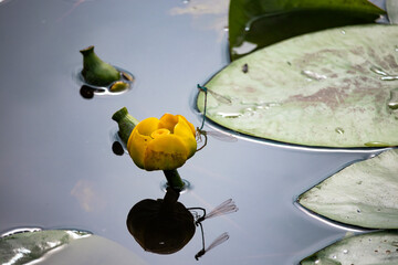 Dragonflies reproduce on the surface of the river close to water lily.