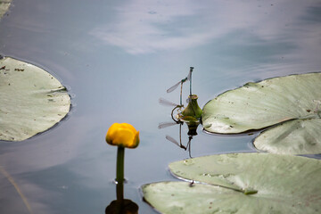 Dragonflies reproduce on the surface of the river close to water lily.