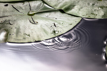 Water meter on water lily.