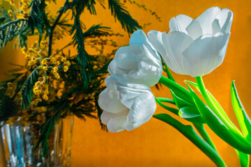  white tulip and mimosa on a orange background