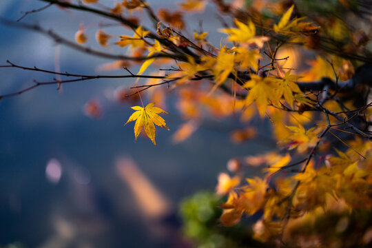 The natural texture of colorful maple leaves or Momijigari in autumn at Japan. Light sunset of the sun with dramatic yellow and orange sky. Image depth of field.