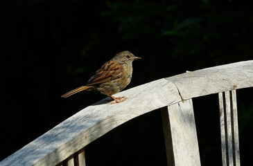 dunnock on garden chair,heckenbraunelle auf gartenstuhl