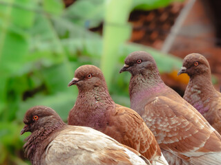 a group of brown doves marching