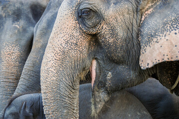 Fototapeta premium Head and eye of Elephant in asian have ivory, trunk smaller than elephant from African. Elephant wildlife animal lovely cute and clever. tourist traveling and visit pachyderm family village park.