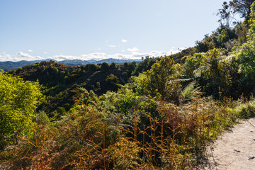 Trees and ferns at Abel Tasman National Park, New Zealand.