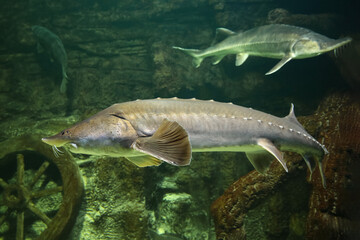  Sturgeon fish (kaluga, beluga) swim at the bottom of the aquarium. Fish underwater.