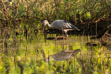 Asian Openbill in the rain forest
