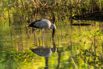 Asian Openbill in the rain forest