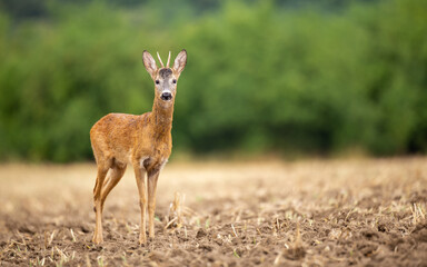 Roe Deer buck (Capreolus Capreolus)