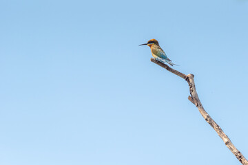 Chestnut Headed Bee Eater standing on branch of tree,