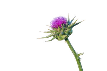 Silybum marianum or milk thistle purple flower used in medicine isolated white background.