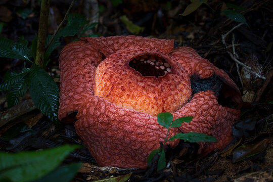 Rafflesia, the largest individual flower on Earth, Sulawesi
