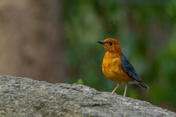 Orange headed Thrush  stand in the rain forest