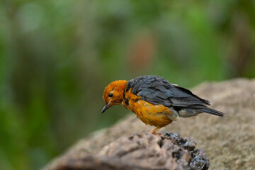 Orange headed Thrush  stand in the rain forest