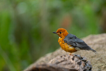 Orange headed Thrush  stand in the rain forest