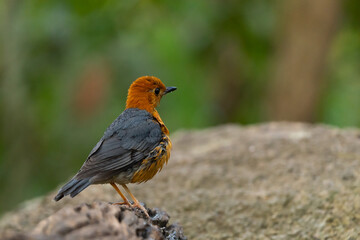 Orange headed Thrush  stand in the rain forest