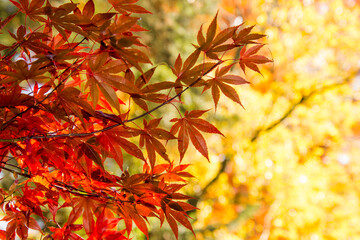 Red leaves of Japanese maple in a sunny Novermber day