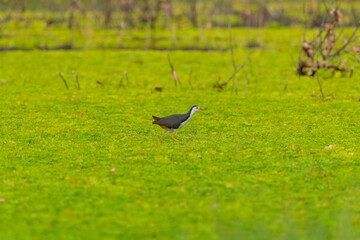 White Breasted Waterhen bird in the rain forest