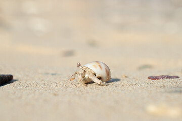 Hermit crab (Paguroidea) in a shell on a sandy the beach.
