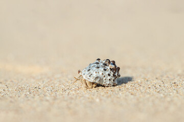Hermit crab (Paguroidea) in a shell on a sandy the beach.