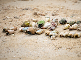 a group of beach snails are trying to walk towards the sea