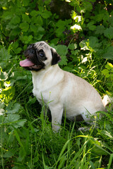 A pug dog is sitting on green grass. A light-colored dog during outside walk