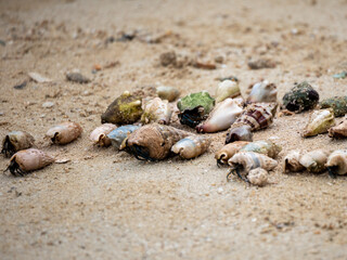 the beach snail troops are racing to head towards the sea water