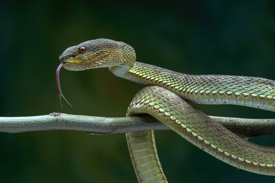 Trimeresurus purpureomaculatus in a tree
