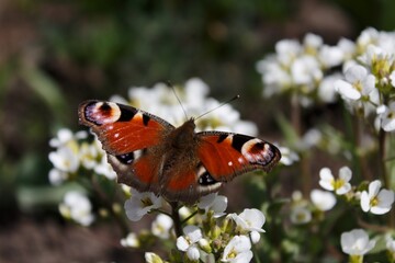 Peacock butterfly on white flowers