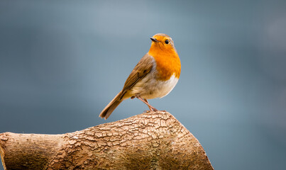 A robin sat on a post