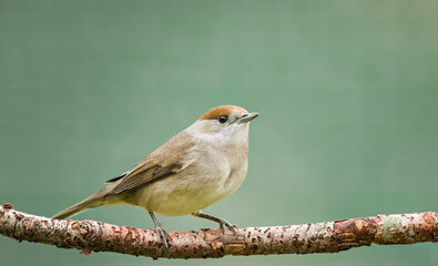 A female blackcap sat on a tree branch