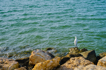 A small heron is standing and hunting on the seashore. Little white heron, lat. Egretta garzetta looking at fish in the shallow waters of the bay