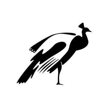 Peacock Logo