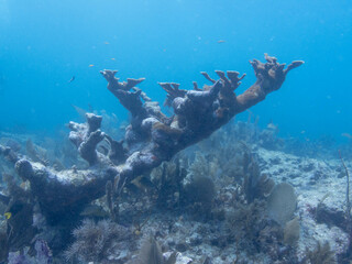 Elkhorn Coral