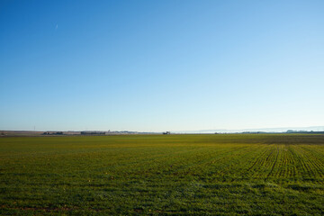 Fototapeta premium field