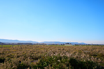 Fototapeta premium field