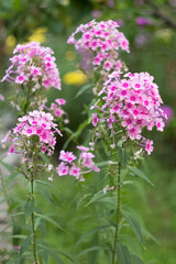 Pink phlox is blooming in the summer garden